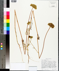 Daucus pusillus image