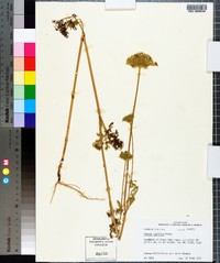 Daucus pusillus image