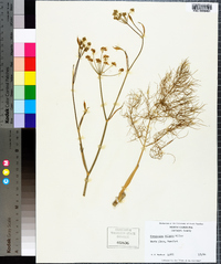 Foeniculum vulgare image