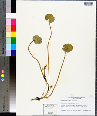 Hydrocotyle ranunculoides image