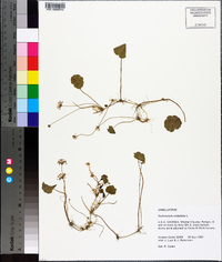 Hydrocotyle umbellata image