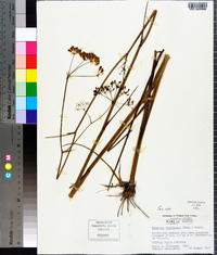 Oxypolis filiformis image