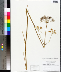 Oxypolis filiformis image