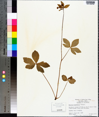 Sanicula trifoliata image