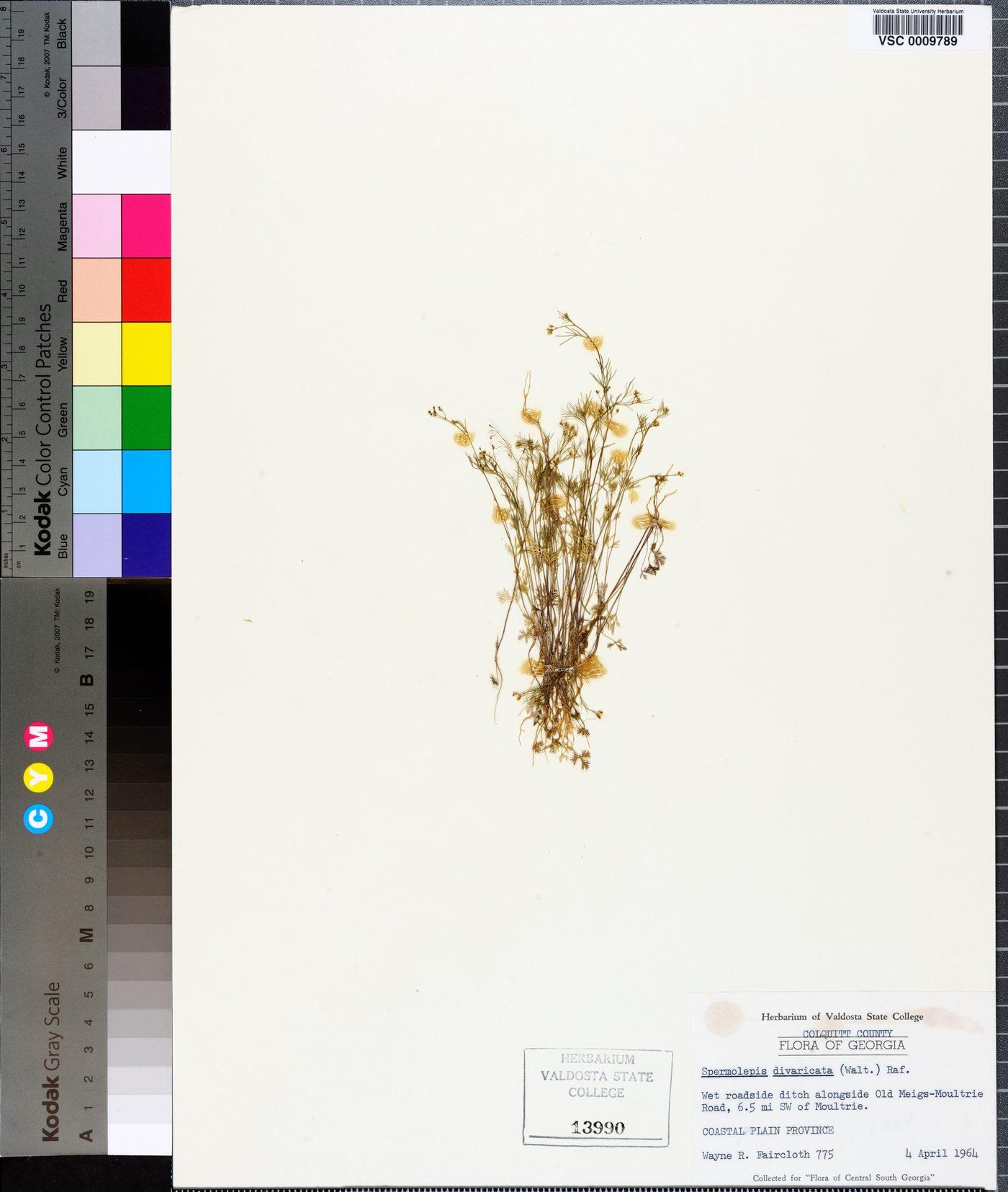 Spermolepis divaricata image