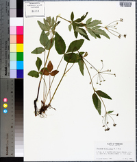 Thaspium trifoliatum image