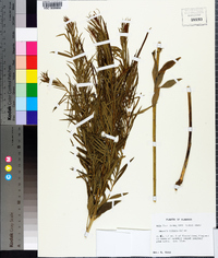 Amsonia ciliata image