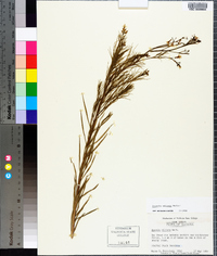 Amsonia ciliata image