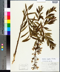 Amsonia rigida image