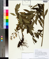 Amsonia tabernaemontana image