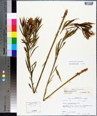 Amsonia tabernaemontana image