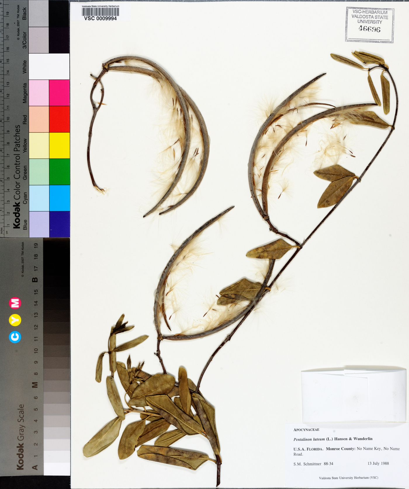 Pentalinon luteum image