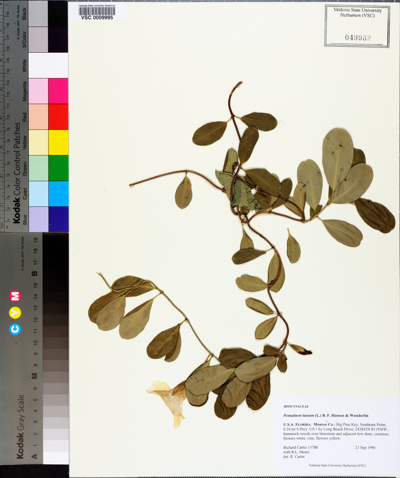 Pentalinon luteum image