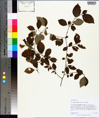 Ilex ambigua image