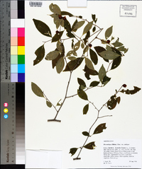 Ilex ambigua image