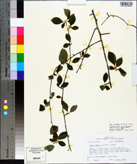 Ilex ambigua image