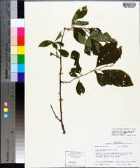 Ilex ambigua image