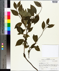 Ilex ambigua image