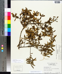 Ilex myrtifolia image