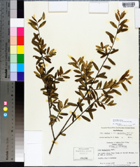 Ilex myrtifolia image