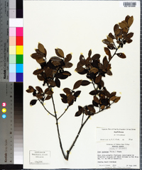 Ilex coriacea image