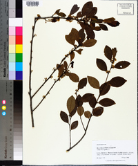 Ilex coriacea image