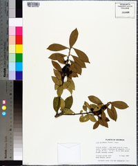 Ilex coriacea image