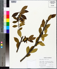 Ilex coriacea image