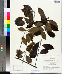 Ilex coriacea image