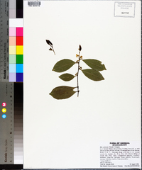 Ilex coriacea image