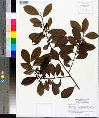 Ilex coriacea image