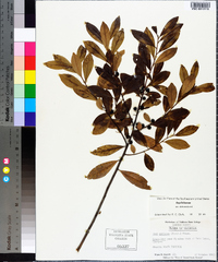 Ilex coriacea image