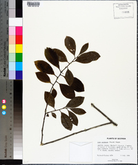 Ilex coriacea image