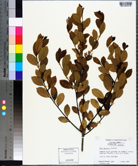 Ilex coriacea image