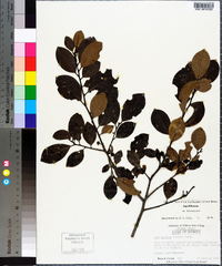 Ilex coriacea image