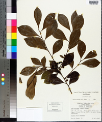 Ilex coriacea image