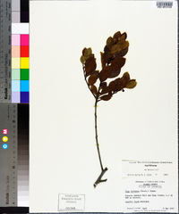 Ilex coriacea image