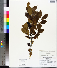 Ilex coriacea image