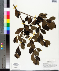 Ilex coriacea image