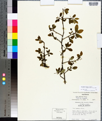 Ilex longipes image