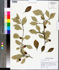 Ilex longipes image