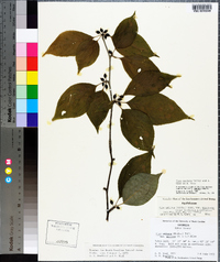 Ilex montana image