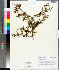 Ilex myrtifolia image