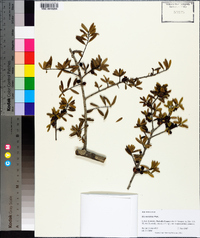 Ilex myrtifolia image