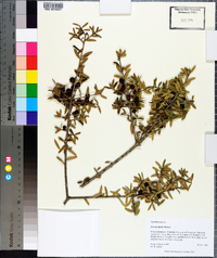 Ilex myrtifolia image