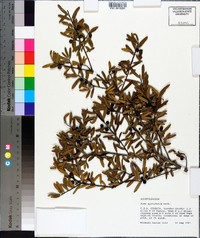 Ilex myrtifolia image