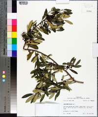 Ilex myrtifolia image