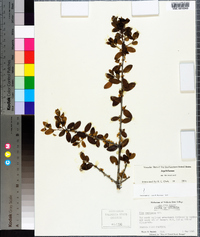 Ilex vomitoria image