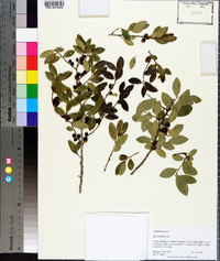 Ilex vomitoria image