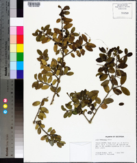 Ilex vomitoria image